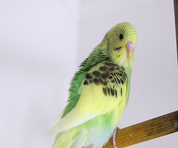 All about Parakeet Color