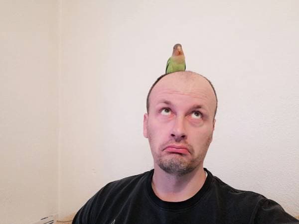 How to train your Lovebird? 10 Essential Tips