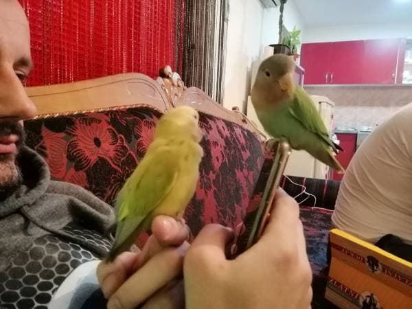 What are the Costs of Buying and Owning a Lovebird?