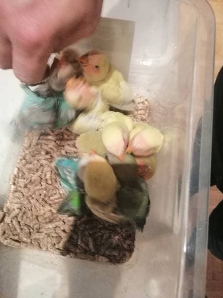 How to take care of Lovebird babies