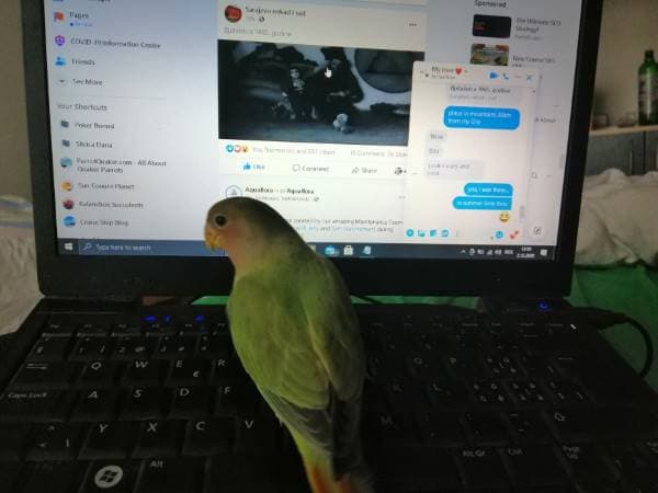 Lovebird sounds and their Meaning