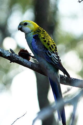 All About Pale-Headed Rosella