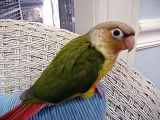Pineapple Conure Care: Behavior, Lifespan, Diet &amp; More
