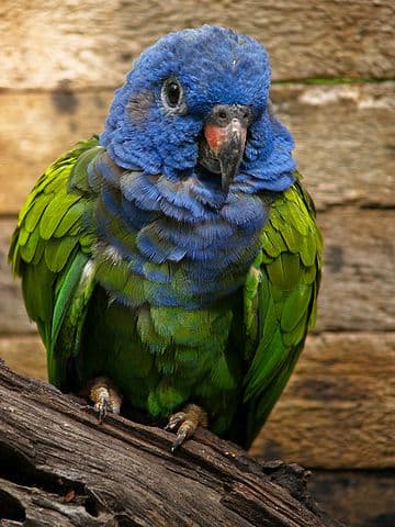 All about Blue-headed Pionus
