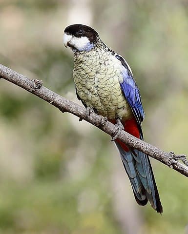 All About Northern Rosella