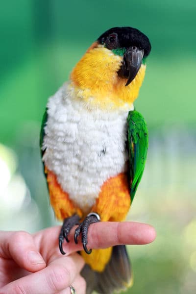 How to take care of Black-Headed Caique