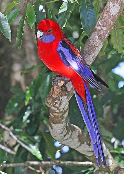 Crimson Rosella Behaviour and Care