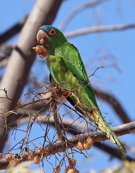 All about Blue-crowned Conure