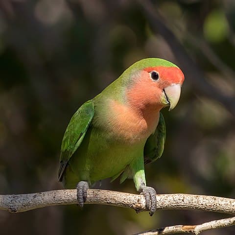 All about Peach-faced Lovebird