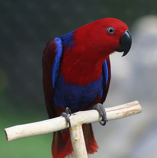 All About Eclectus Parrot