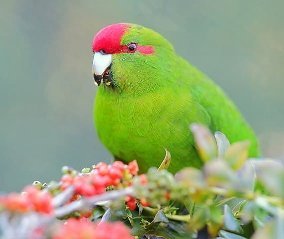 Kakariki parakeet - All about
