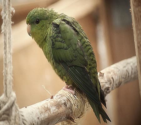 All about Lineolated Parakeet