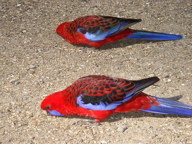 Crimson Rosella Gender Differences