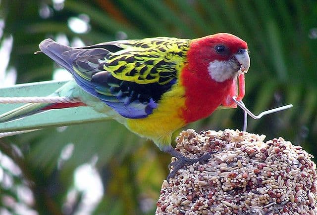 Eastern Rosella Diet
