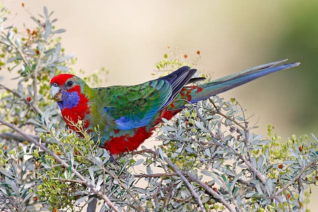 Crimson Rosella in the wild