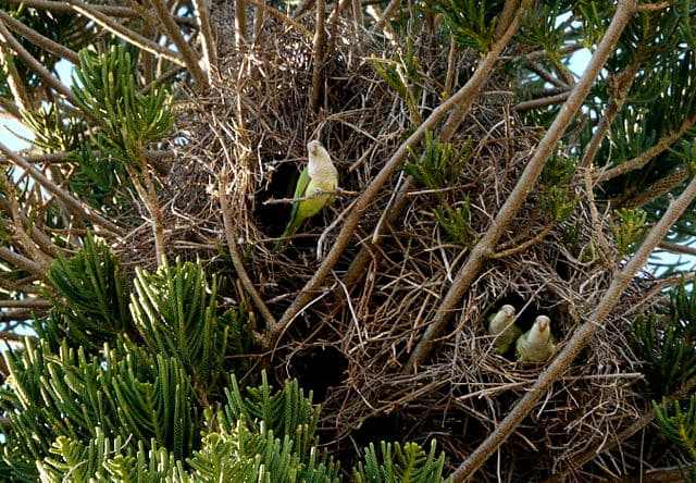 Quaker Parrot Nest Building