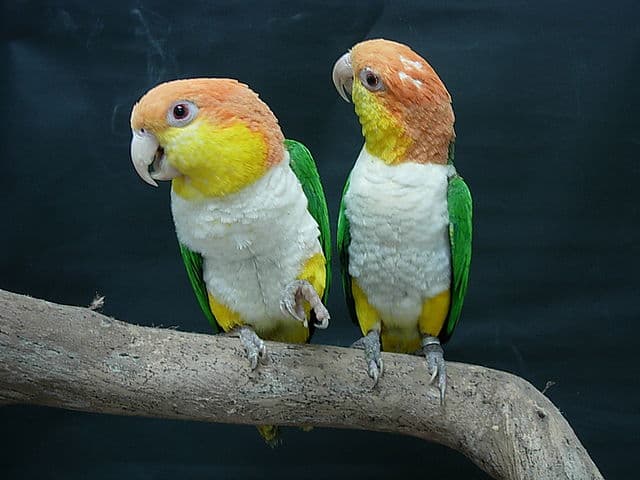 How to train Caique Parrot & Caique Intelligence