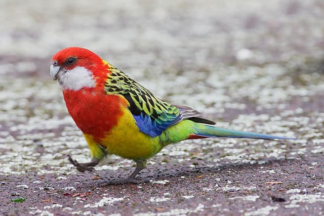 Eastern Rosella Color and Mutations