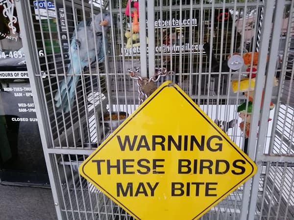 How To Quickly Tame A Quaker Parrot