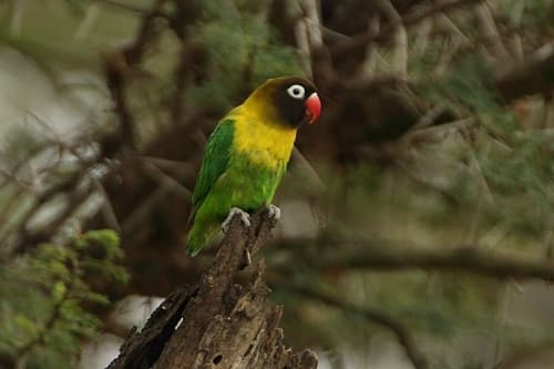 Masked Lovebird as a Pet