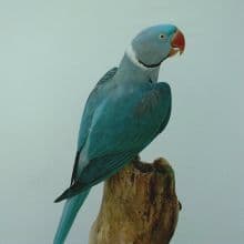 All about Blue Alexandrine Parakeet