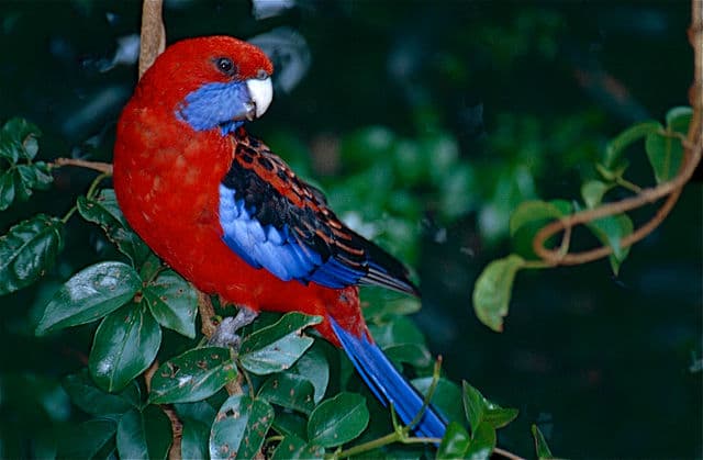 Crimson Rosella Colors