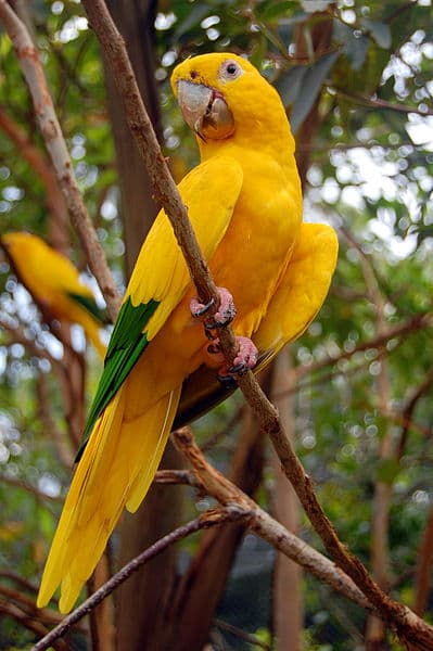 All about Golden Conure