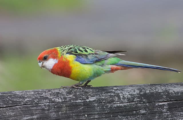 Eastern Rosella Gender Difference