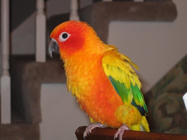 Sun Conure Colors