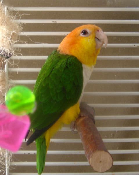 All about White-Bellied Caique Care