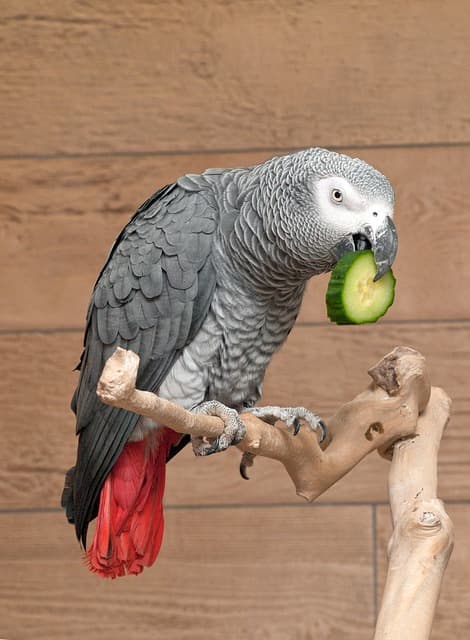 Most popular parrot species