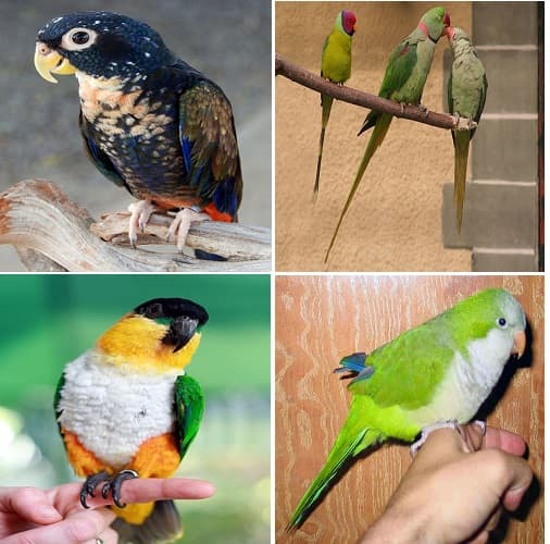 Our list of best Parrots for Beginners