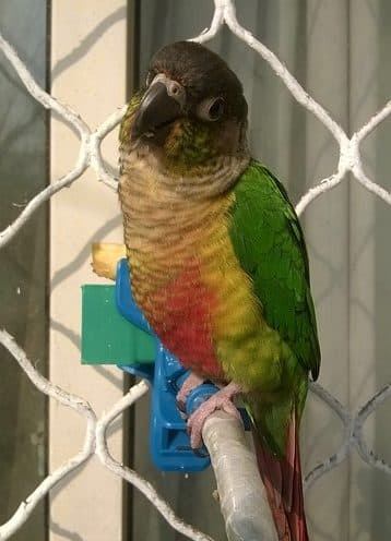 How much does Green Cheek Conure Cost, all GCC Mutations Price Check