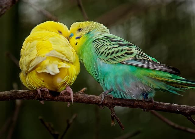 Cutest Parrot Breeds (with Pictures)
