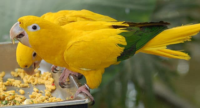 Top 7 Most Quiet Parrot Species