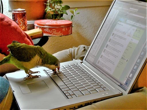 Quaker Parrot Intelligence