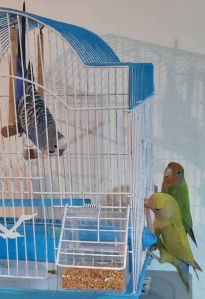 Lovebird comparison with Other Parrots
