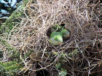Quaker Parrot Breeding