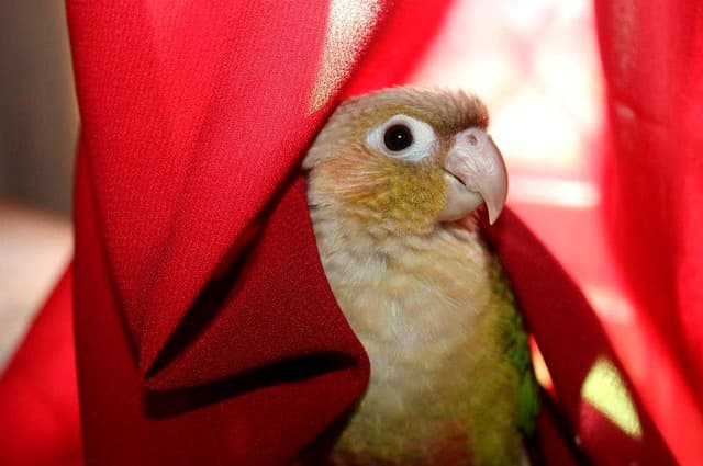 Green Cheek Conure Colors and Mutations