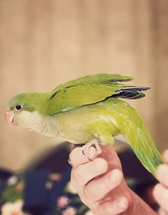 Quaker Parrot F.A.Q.