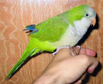 All about Quaker Parrot Grooming