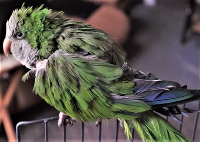 Common Signs of a Sick Parrot