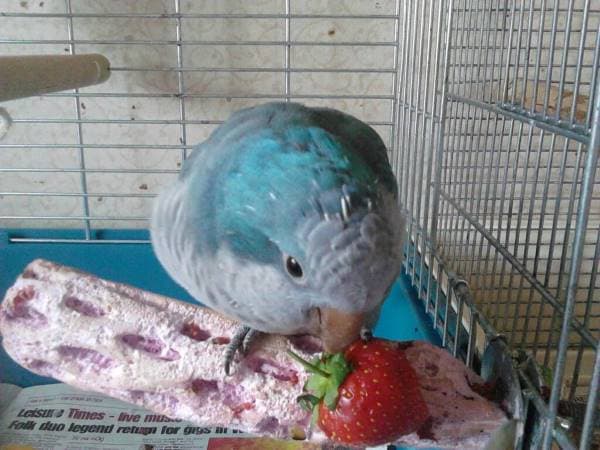 What Fruit and Vegetables can Parrot Eat?