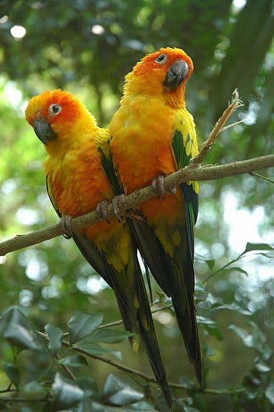 Sun Conure Gender difference