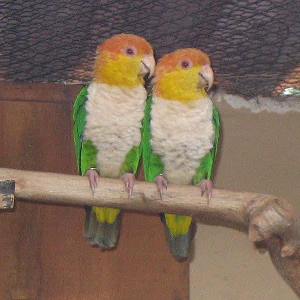 How do Caiques get along with other parrots?