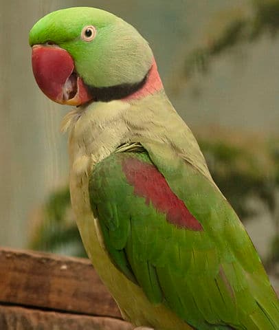 Alexandrine Parakeets as Pets - Ultimate guide