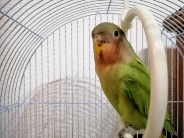 peach faced lovebird