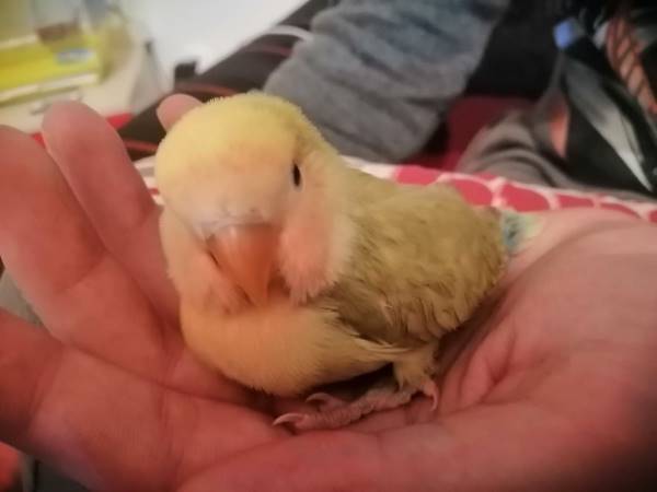 young lovebird