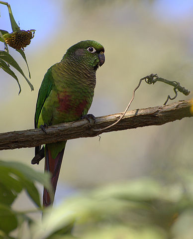 maroon bellied conure