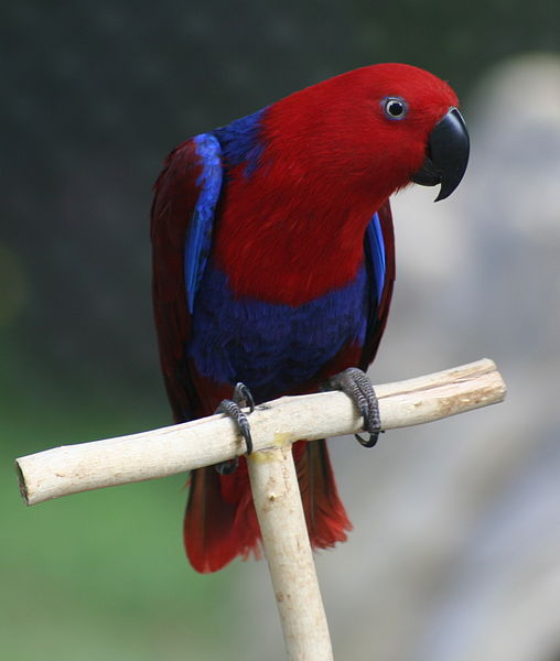 Eclectus Parrot Female